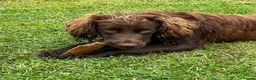 Cocker Spaniel dogs for sale: Working cocker spaniel  in Middlewich - Advert 1