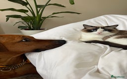 Rhodesian Ridgeback dogs for stud: Stud Rhodesian Ridgeback Stanley.  - Image 22