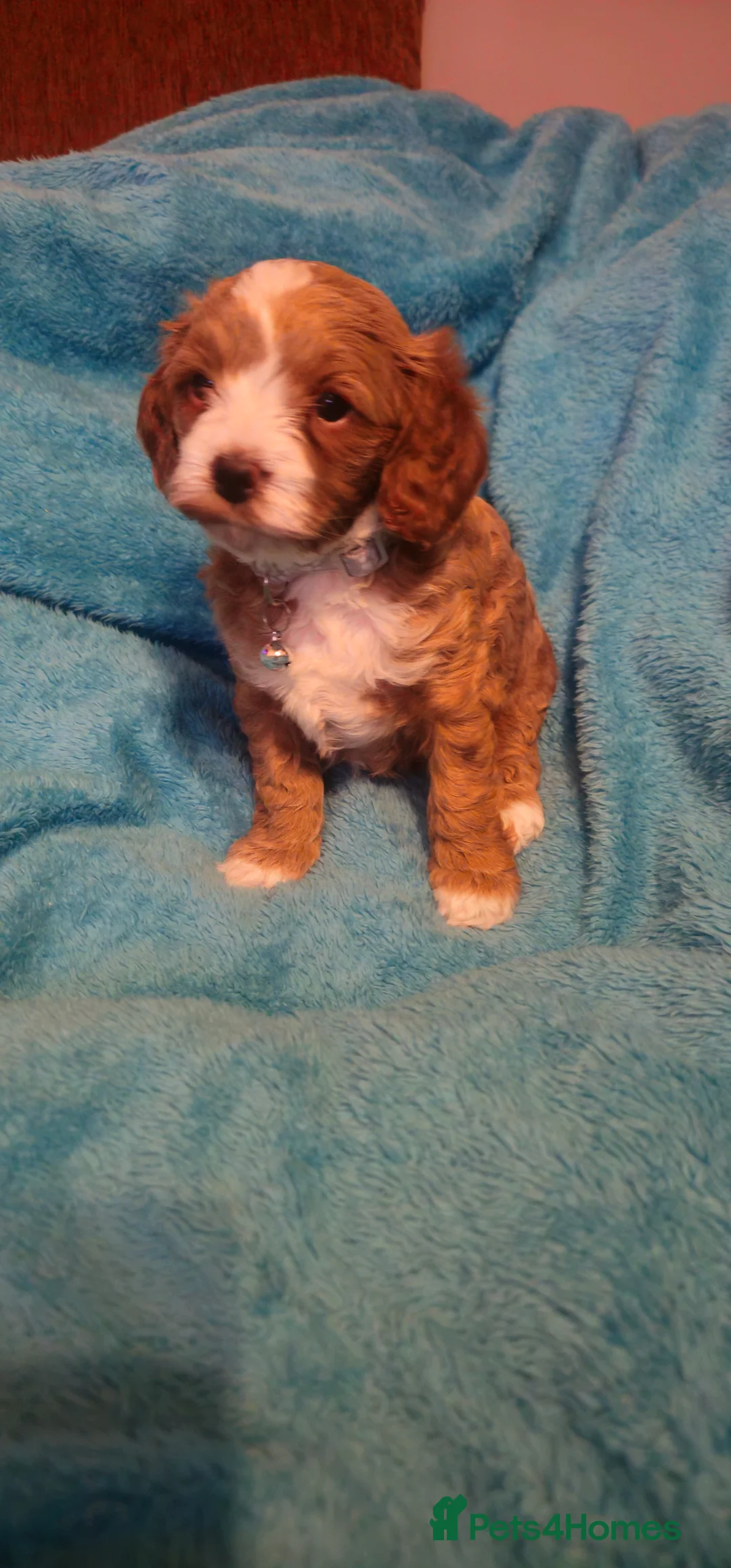 Cavapoo dogs for sale: Cavapoo for sale - Advert 27