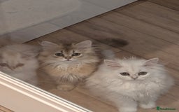 British Longhair cats for sale: TICA REGISTERED British longhair champion breed - Image 3