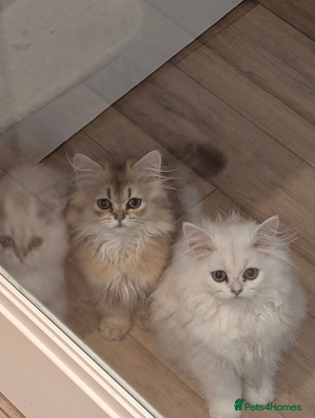 British Longhair cats for sale: TICA REGISTERED British longhair champion breed - Image 3