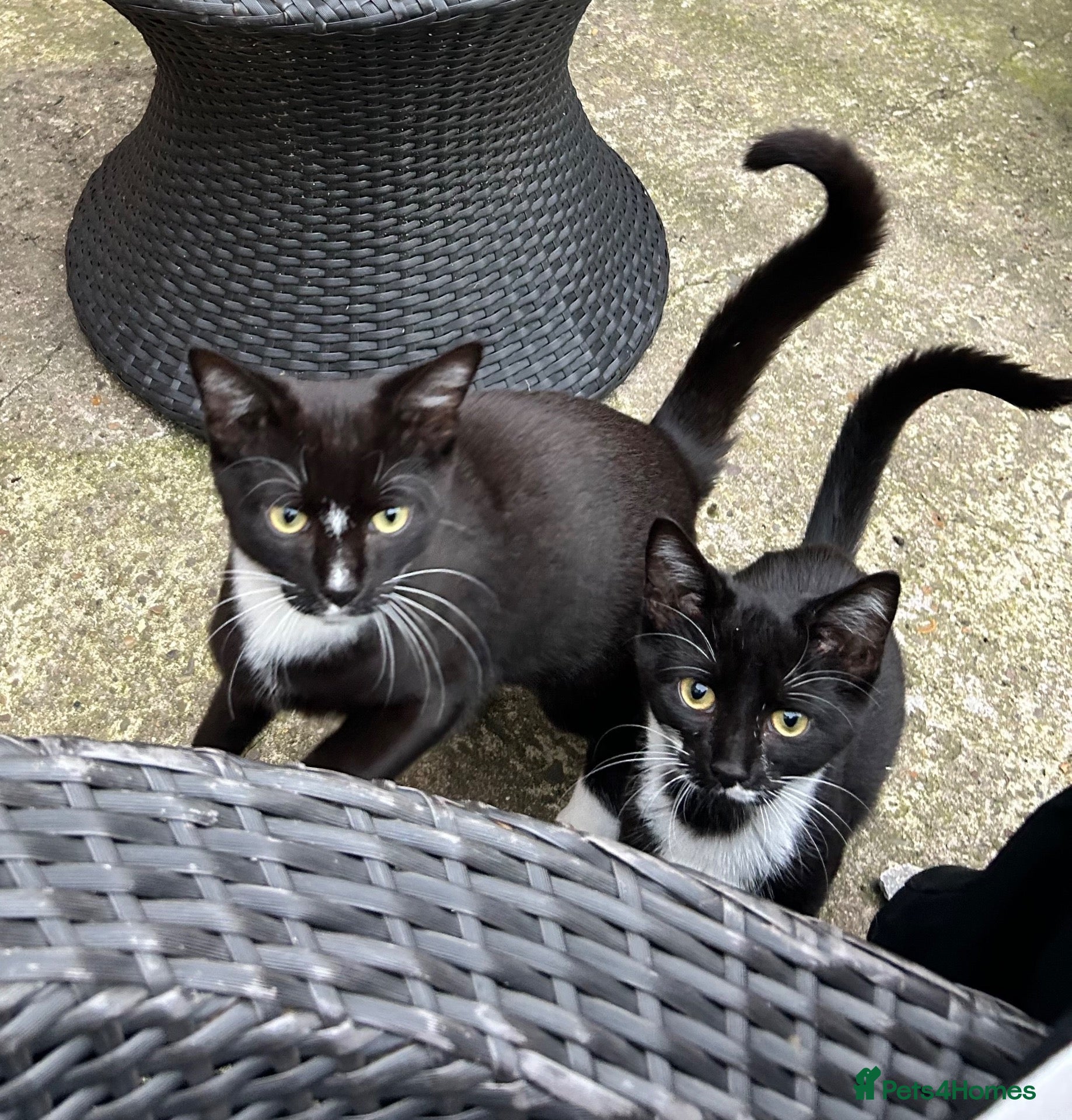 Mixed Breed cats for sale: Beautiful Male kitten - Advert 5