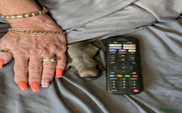 Chihuahua dogs for sale: Tiny ** Chihuahua Puppies for Sale  - Image 6
