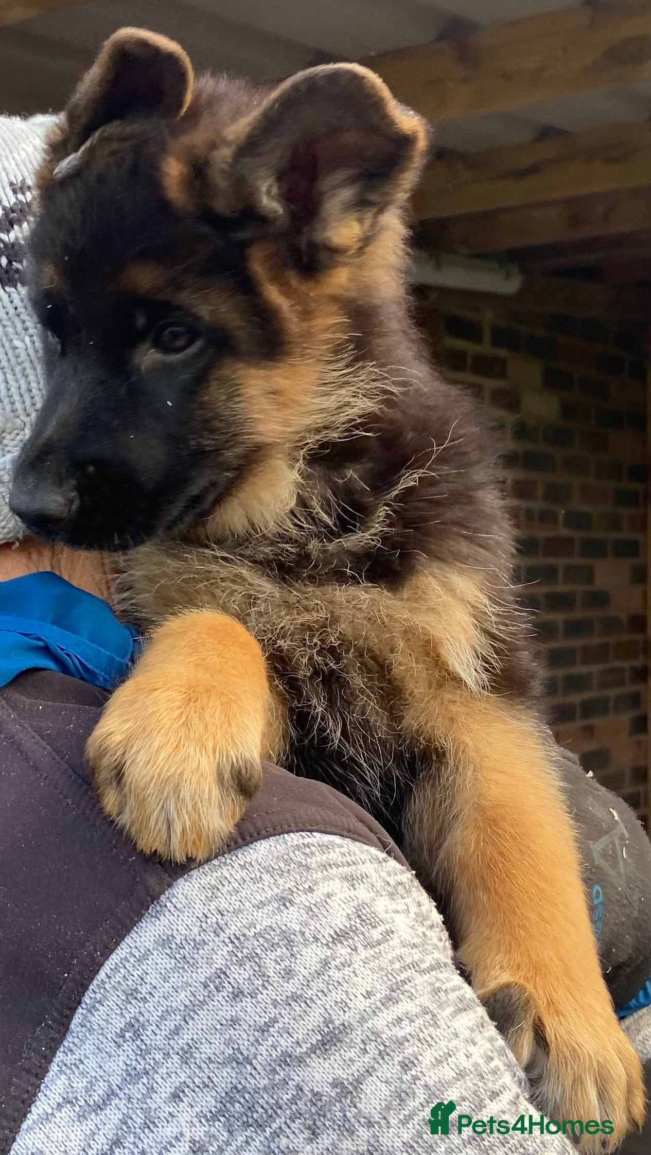 German Shepherd dogs German Shepherd Pups - Advert 2