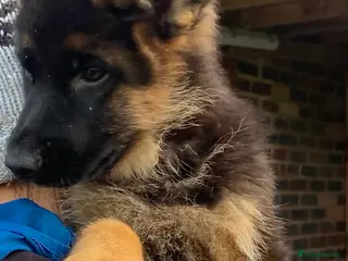 German Shepherd dogs German Shepherd Pups - Advert 2