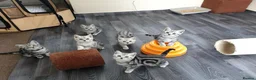 British Shorthair cats for sale: Silver Tabby Kittens, Rare GCCF Show quality. - Advert 7
