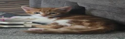 Mixed Breed cats for sale: 2 beautiful kitten will come with everything  - Advert 3