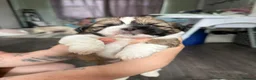 Shih Tzu dogs for sale: Imperial Shih Tzu X Shorkie Puppies!! - Advert 19