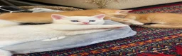 British Shorthair cats for sale: Beautiful kittens ready to go home  - Advert 5