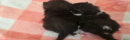 Mixed Breed cats for sale: Two beautiful black and white boy kittens - Advert 13