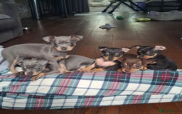 Mixed Breed dogs for sale: Hurry up - Only boy left - Image 7
