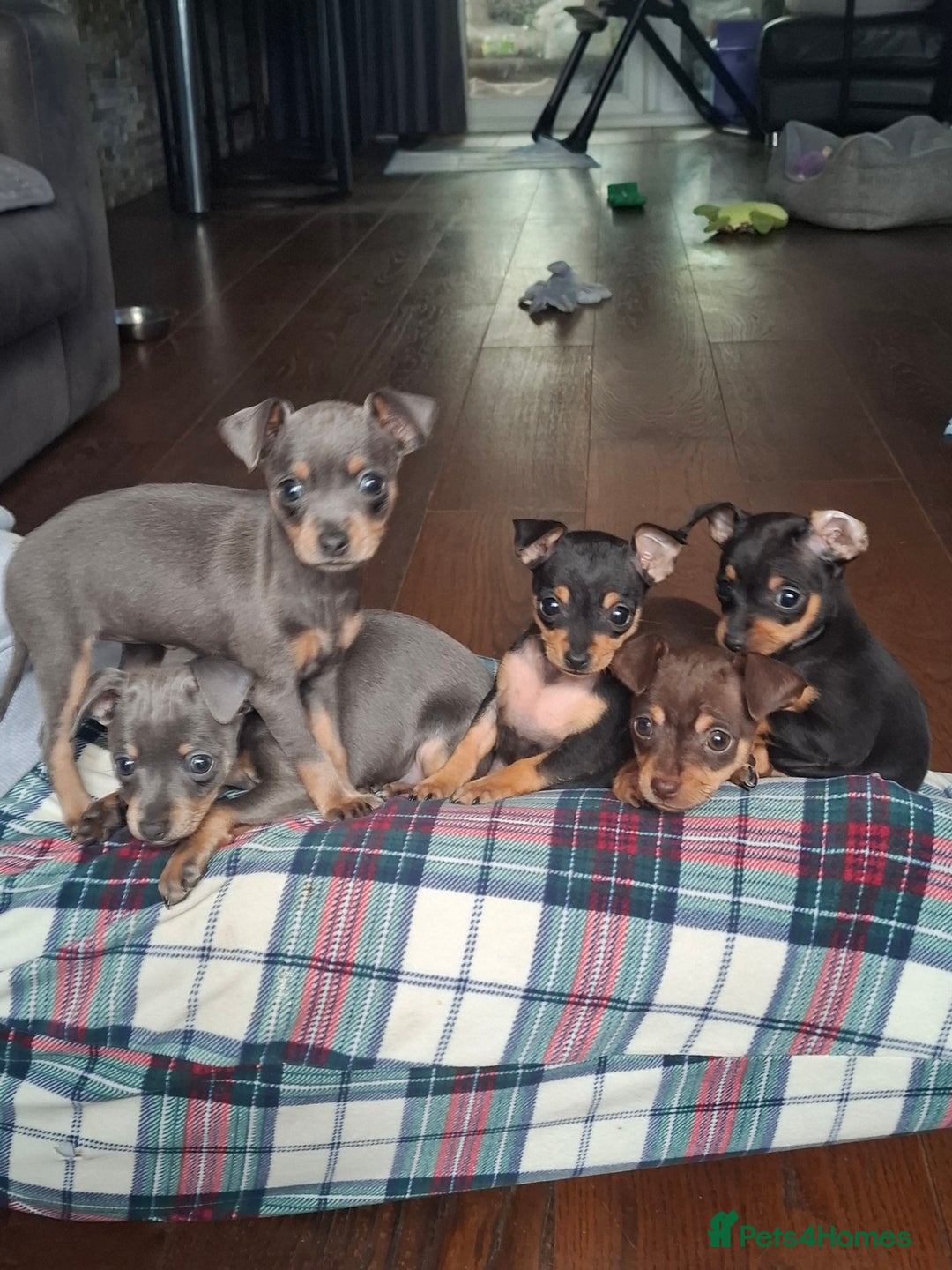 Mixed Breed dogs for sale: Hurry up - Only boy left - Image 7