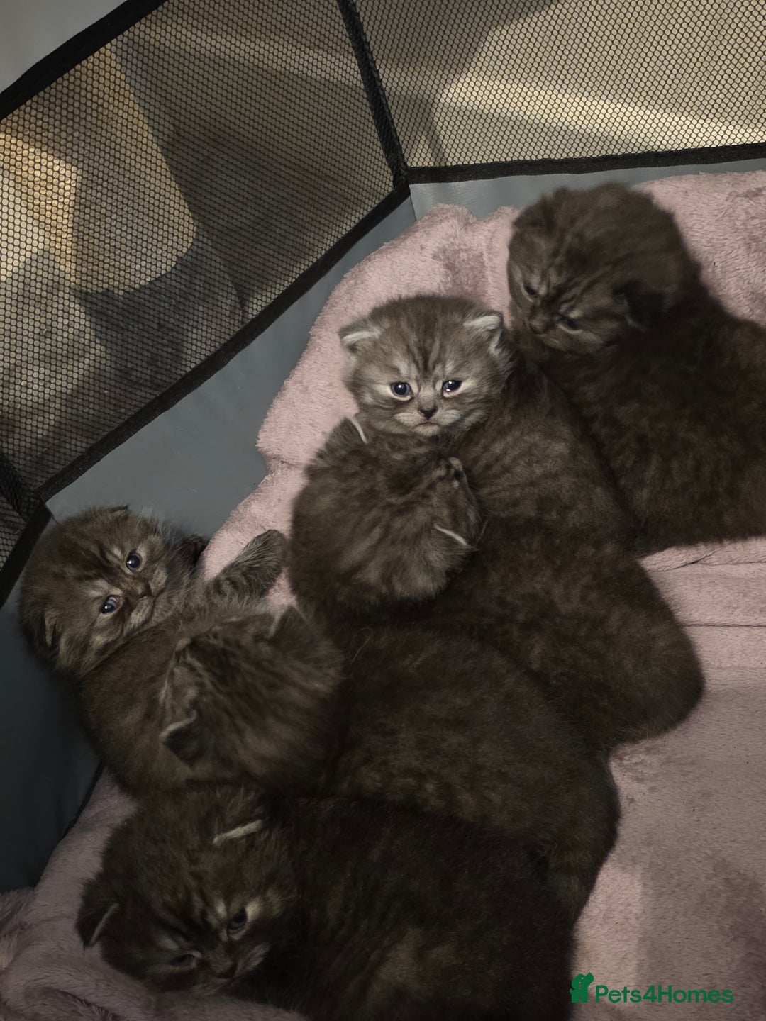 Scottish Fold cats for sale: Scotish fold ears kittens  - Advert 3