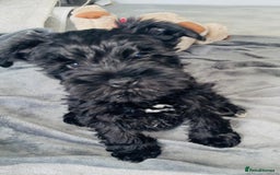Miniature Schnauzer dogs for sale: KC Pedigree Mini Schnauzer - Image 5