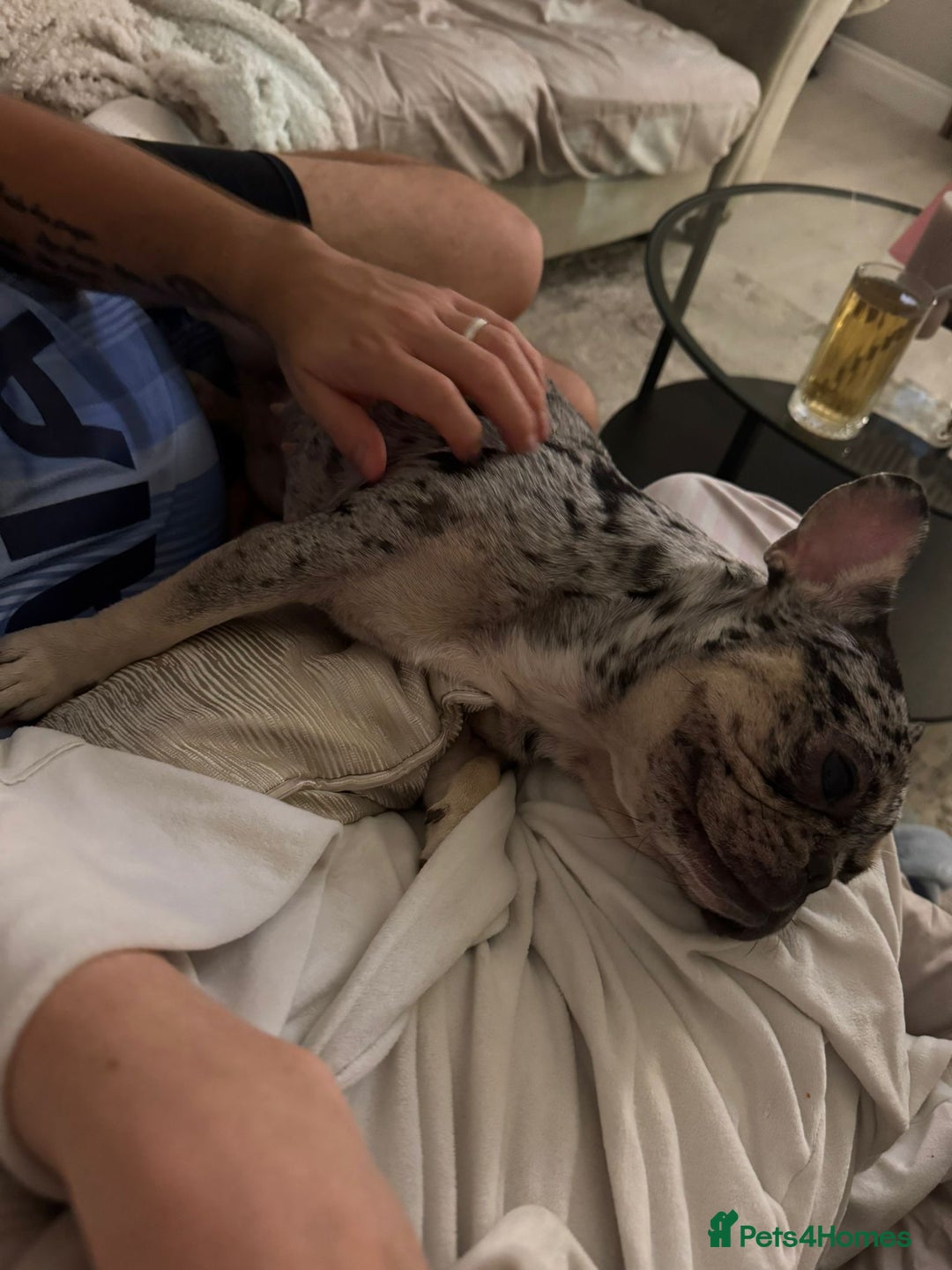 French Bulldog dogs for sale: 2 years 1 month - Advert 5