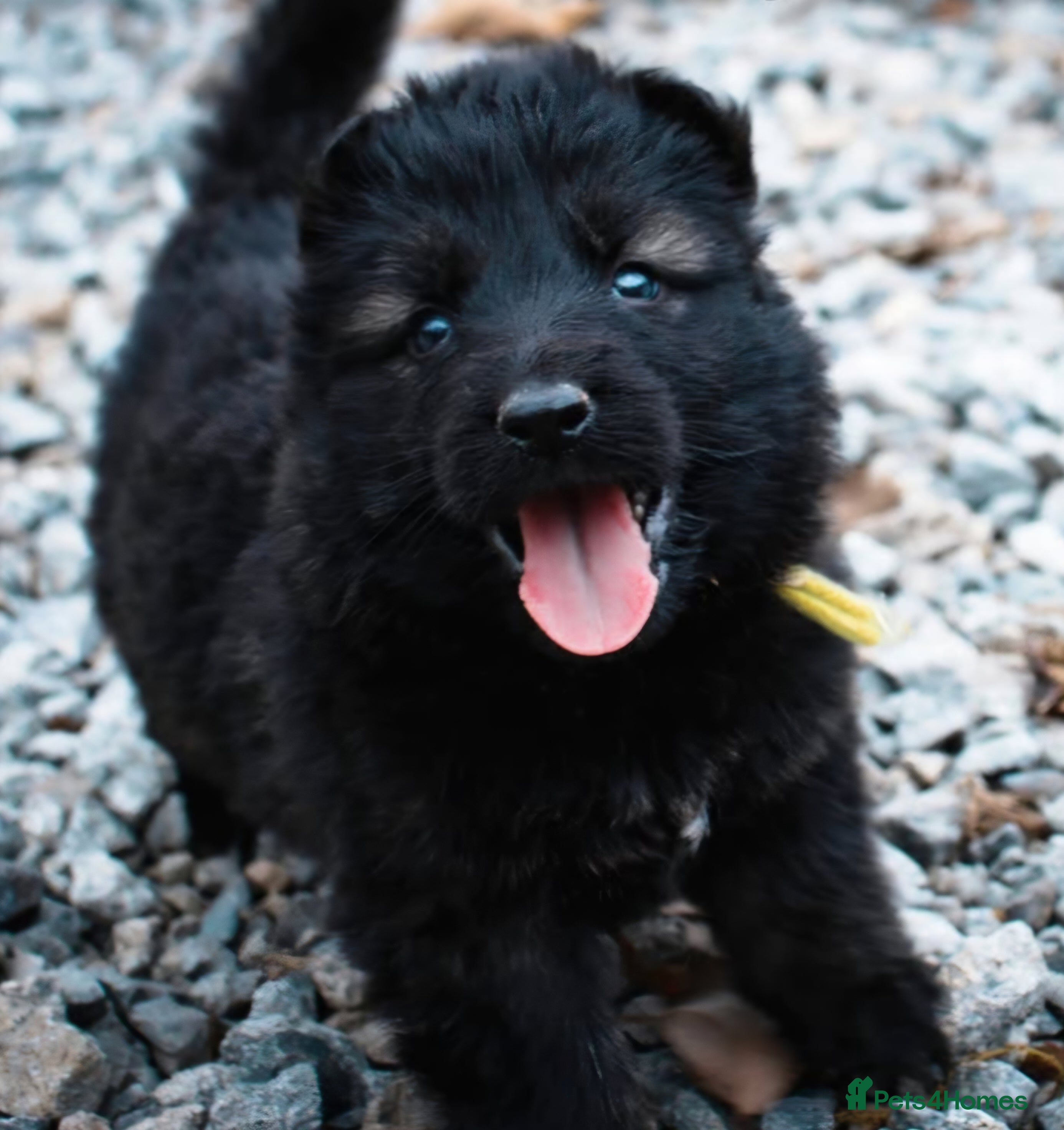 German Shepherd dogs STRAIGHT BACK,TOP QUALITY KC REGISTERED GSD PUPS  - Advert 7