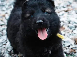 German Shepherd dogs STRAIGHT BACK,TOP QUALITY KC REGISTERED GSD PUPS - Advert 2