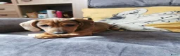 Dachshund dogs for sale: Beautiful Unusual Playful Dachshound pups  - Advert 20
