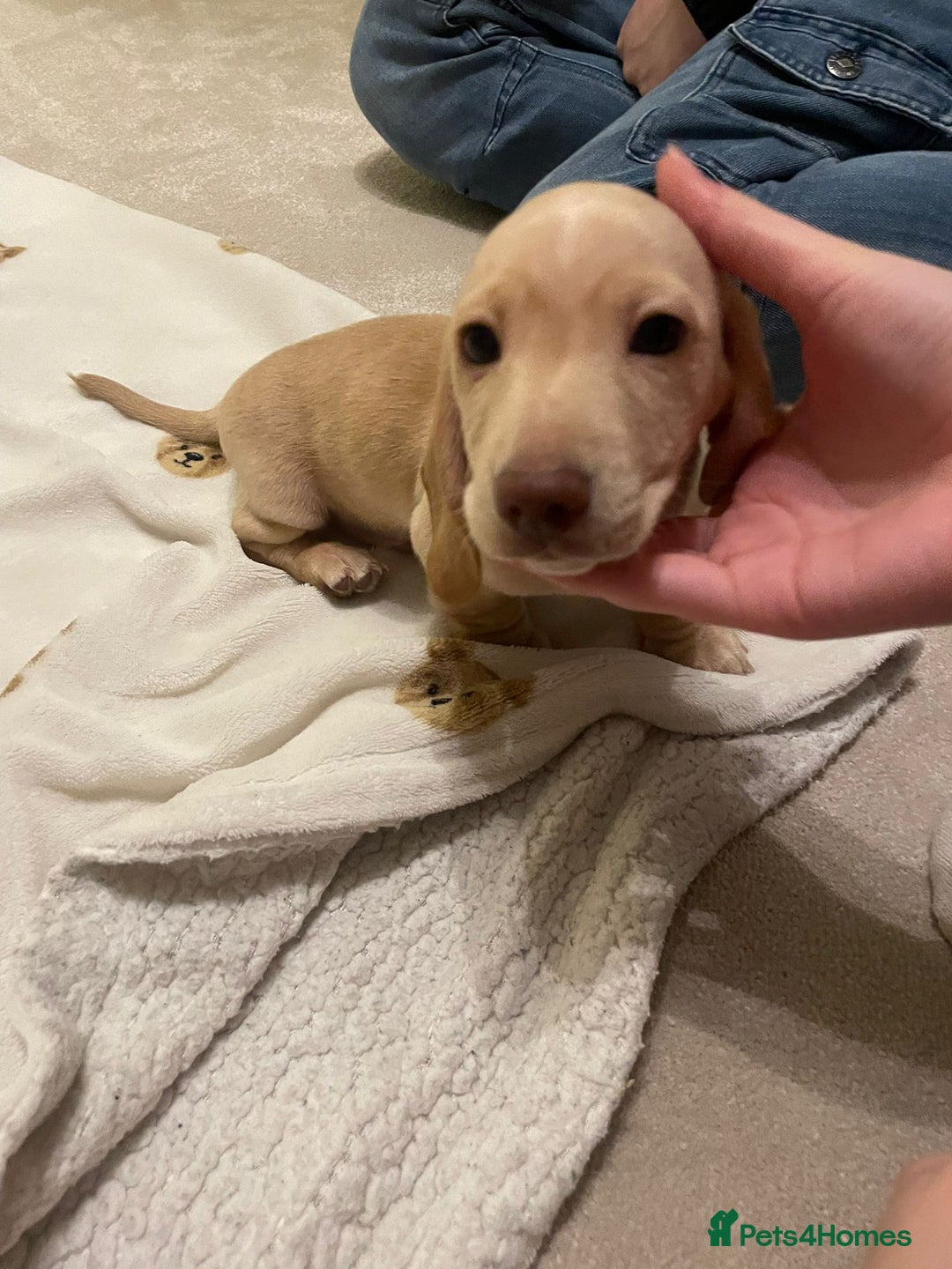 Dachshund dogs for sale: 3 adorable dachshunds puppies 2 boy 1 girls - Advert 2