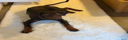 Rhodesian Ridgeback dogs for sale: KC REGISTERED Rhodesian ridgeback 9month old  - Advert 4