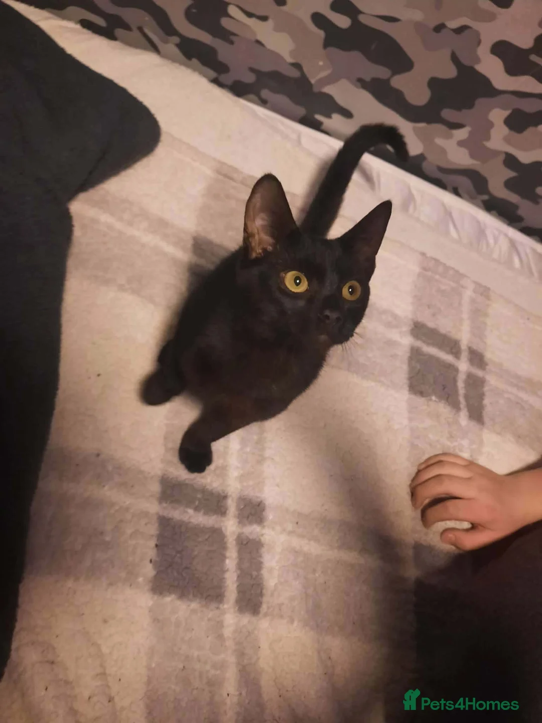 Mixed Breed cats for sale: Male kitten 7 months old - Advert 3