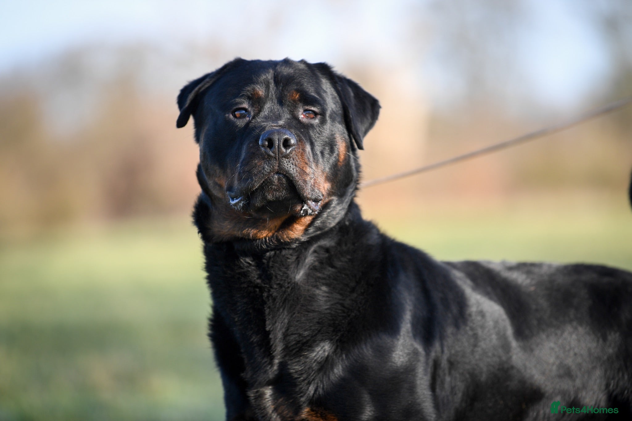 Rottweiler dogs Rottweiler Male For Sale - Advert 1