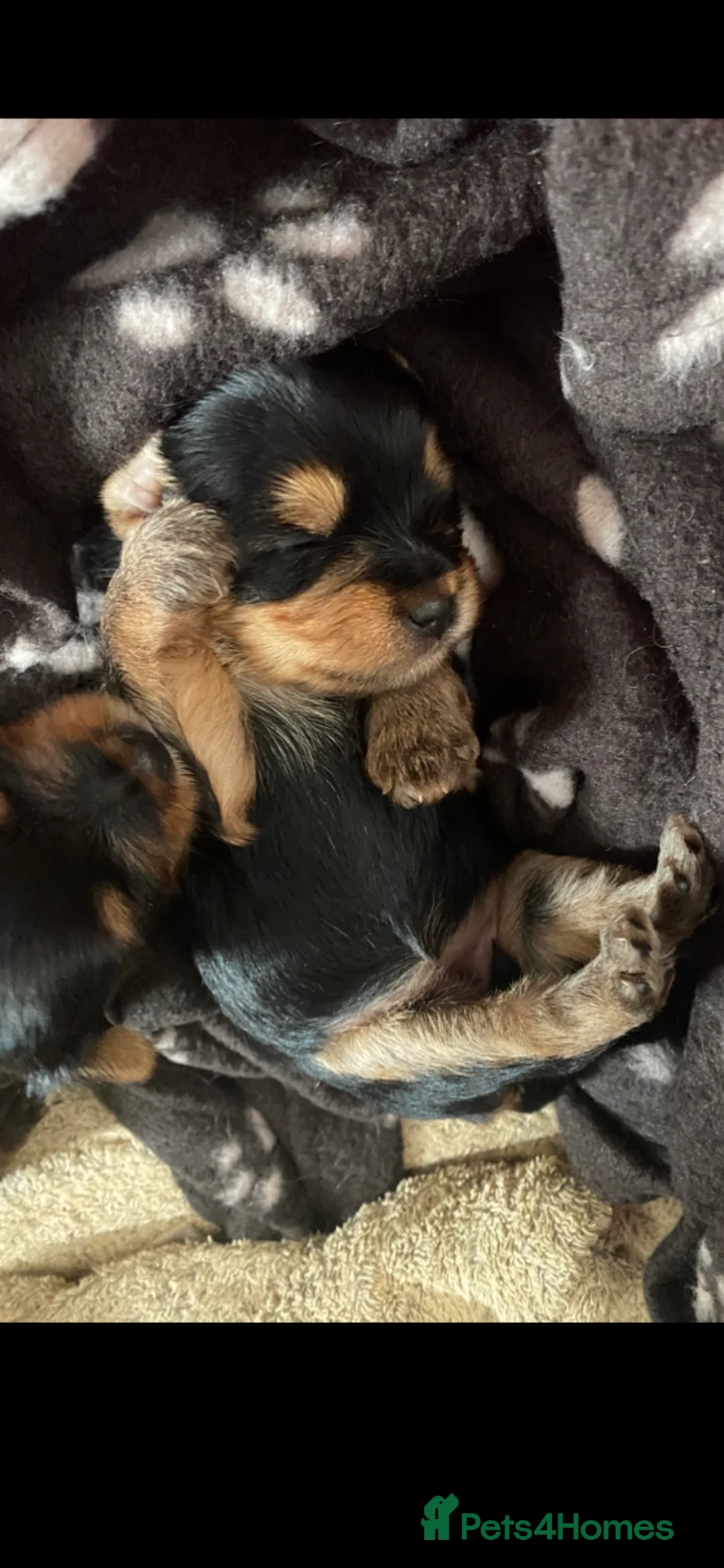 Yorkshire Terrier dogs for sale: 4 Stunning Miniature Yorkshire terriers for sale  - Advert 6