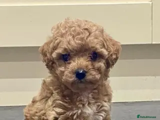 Poochon dogs ♥️🐶🧸 RARE TINY ASIAN TOY POOCHONS FOR SALE ♥️ - Advert 5