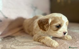 Cavapoo dogs for sale: Stunning Cavapoo puppies from family home  - Advert 29