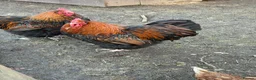 Chickens poultry for sale: 3x gold laced Orpington cockerels - Advert 6