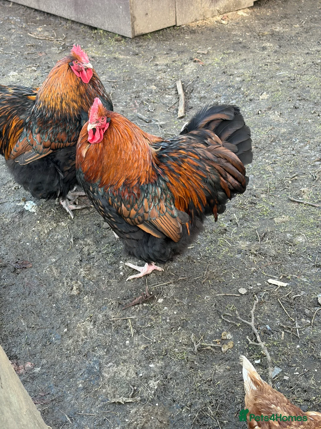 Chickens poultry for sale: 3x gold laced Orpington cockerels - Advert 6