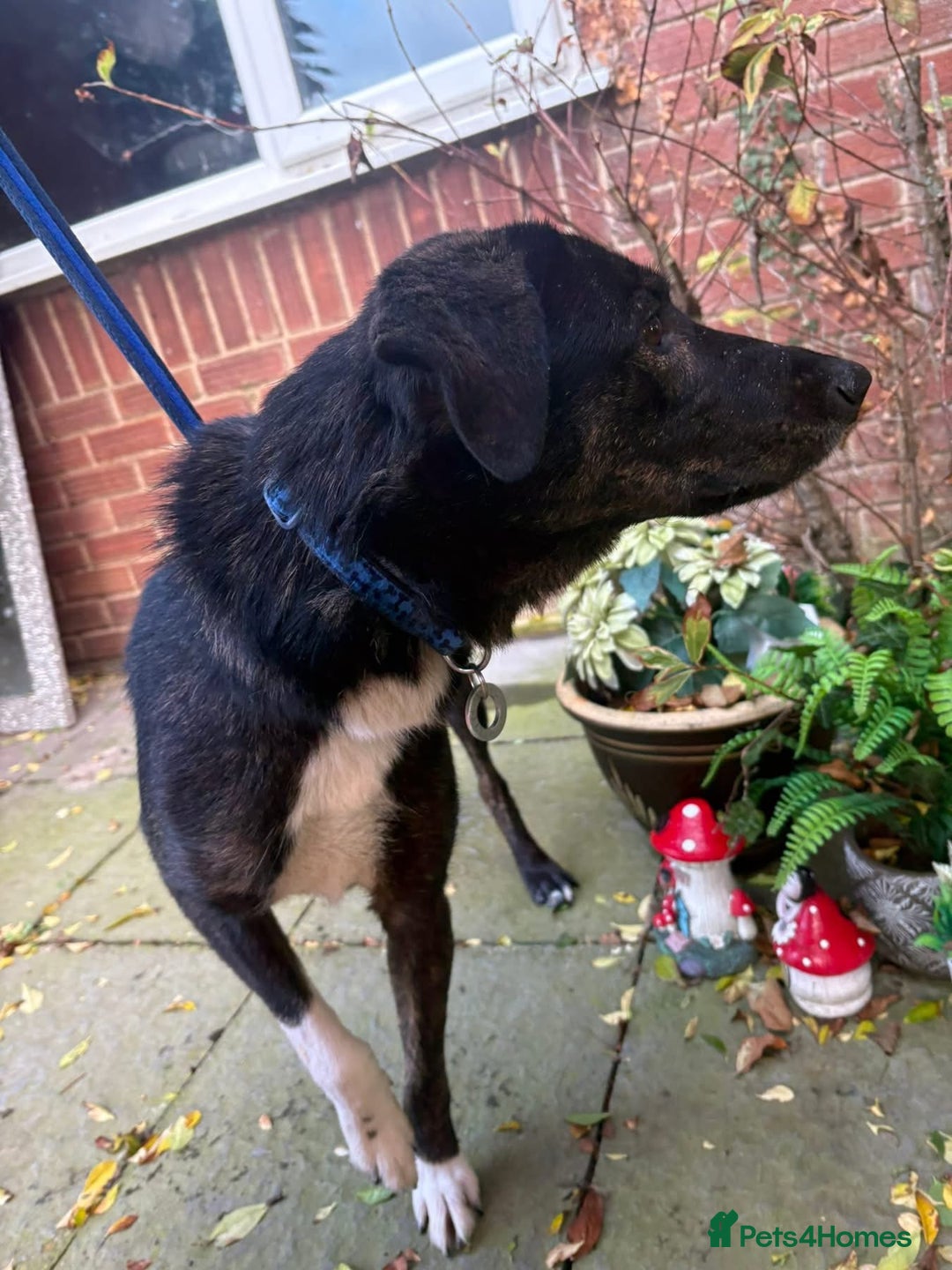 Mixed Breed dogs for adoption: Bonnie (Bokri) Norwich Norfolk  - Advert 9