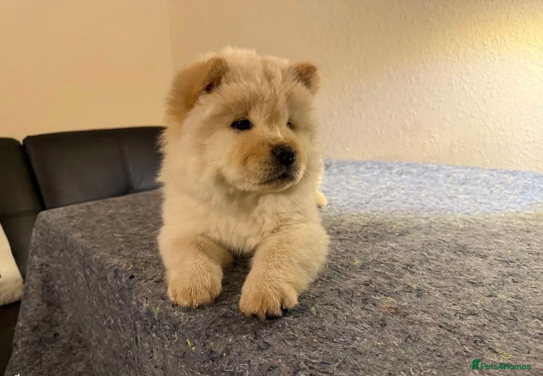 Chow Chow dogs for sale:  **  Litter of  Chow Chow Puppies - Advert 6