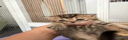 British Shorthair cats for sale: BSH chinchila 💝💝🌟🌟🌟🌟🌟🥇🥇🥇🥇 - Advert 16