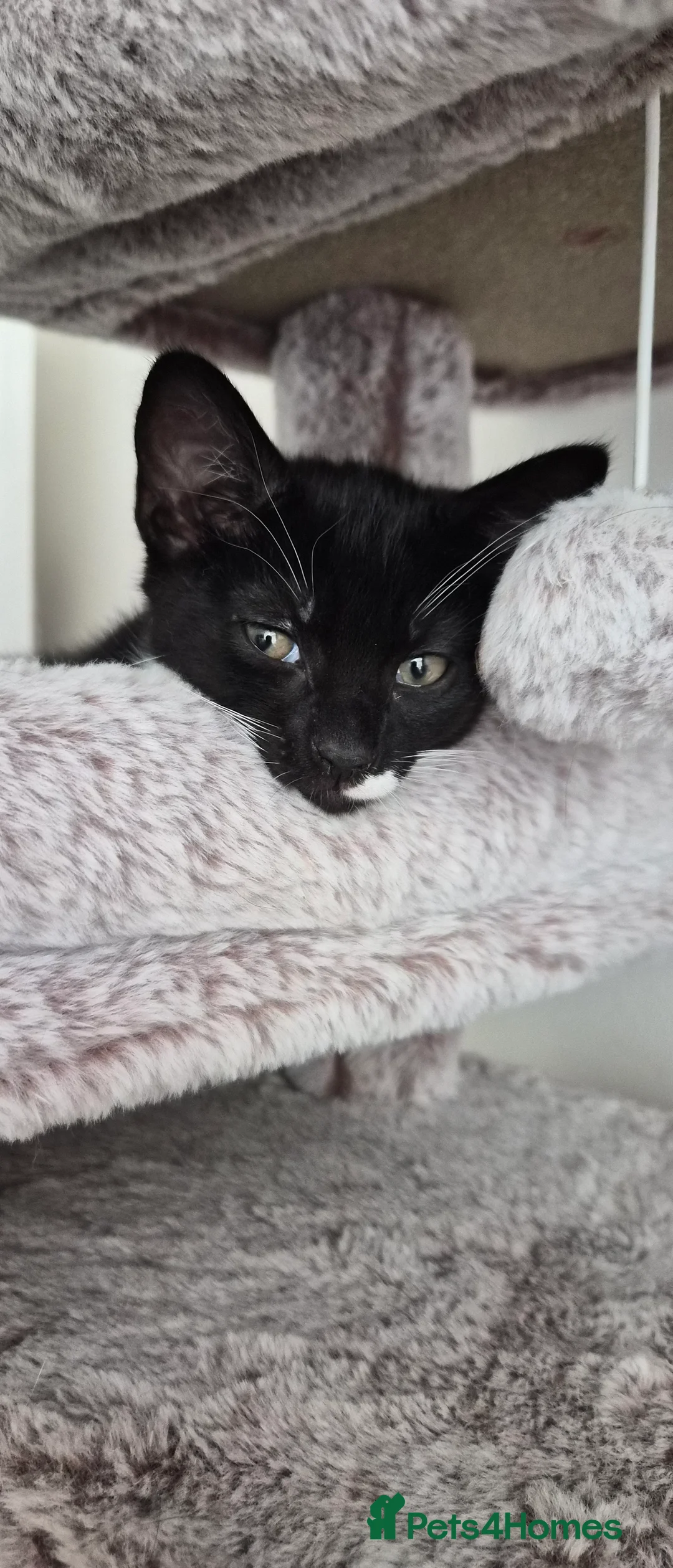 Mixed Breed cats for sale: 4 Kittens for sale in London - Advert 2