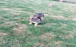 French Bulldog dogs for stud: Mr Fluffy son of Don Corleone  - Image 10
