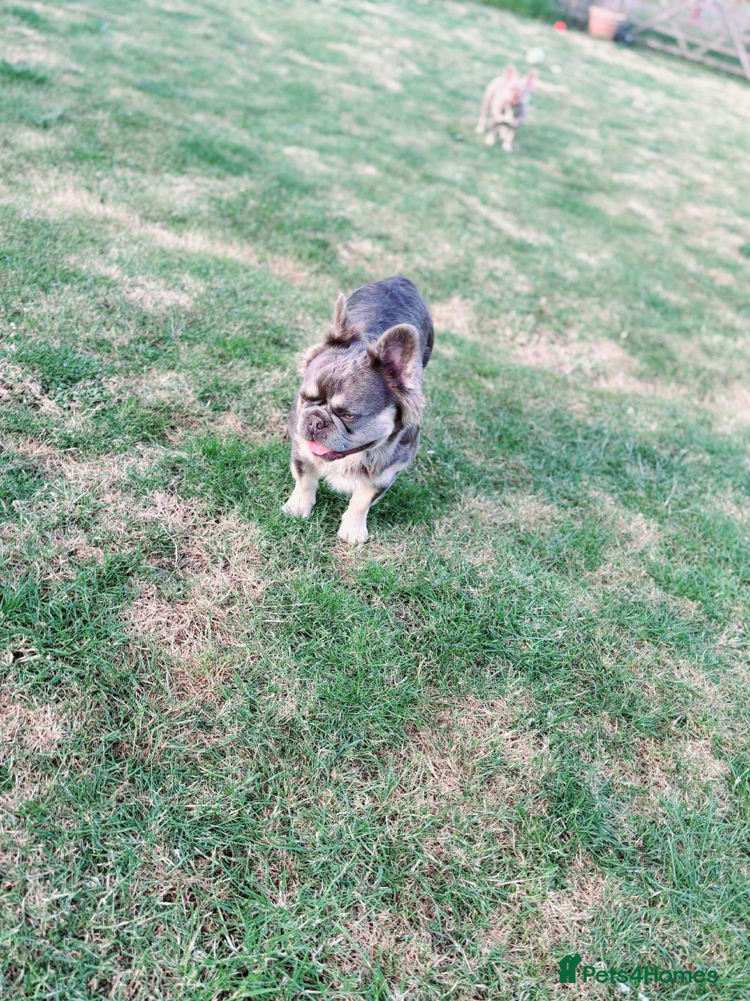 French Bulldog dogs for stud: Mr Fluffy son of Don Corleone  - Image 10