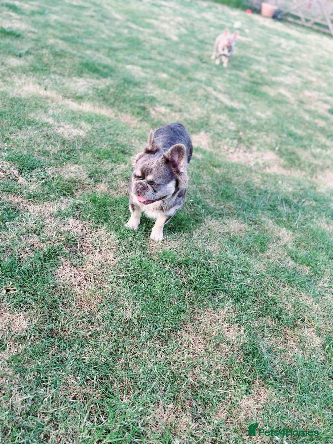 French Bulldog dogs for stud: Mr Fluffy son of Don Corleone  - Advert 10