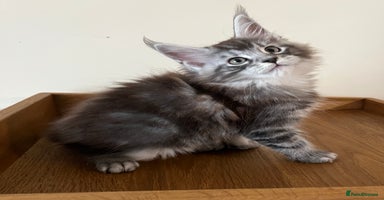 Maine Coon cats - Advert 16
