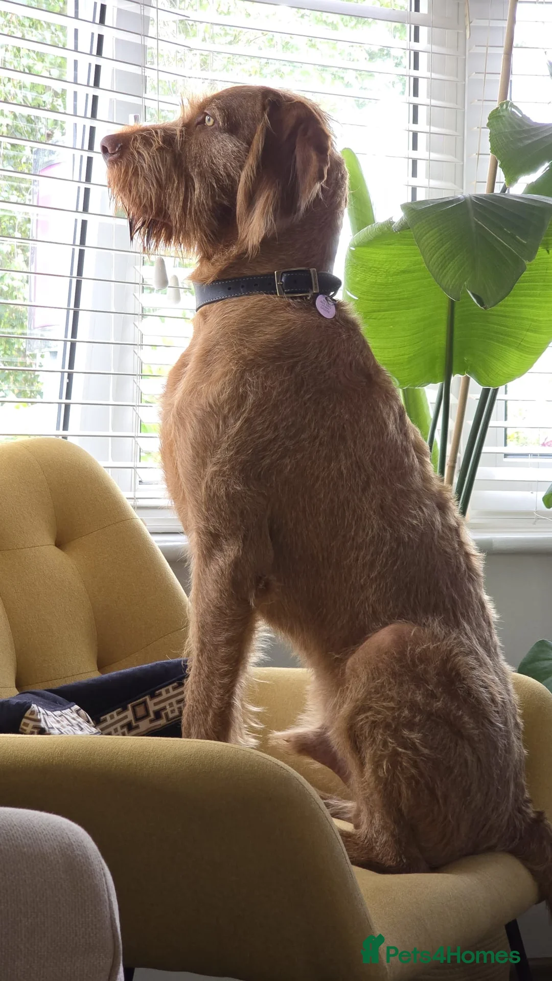 Hungarian Vizsla dogs for sale: Wirehaired vizsla puppies  - Advert 29