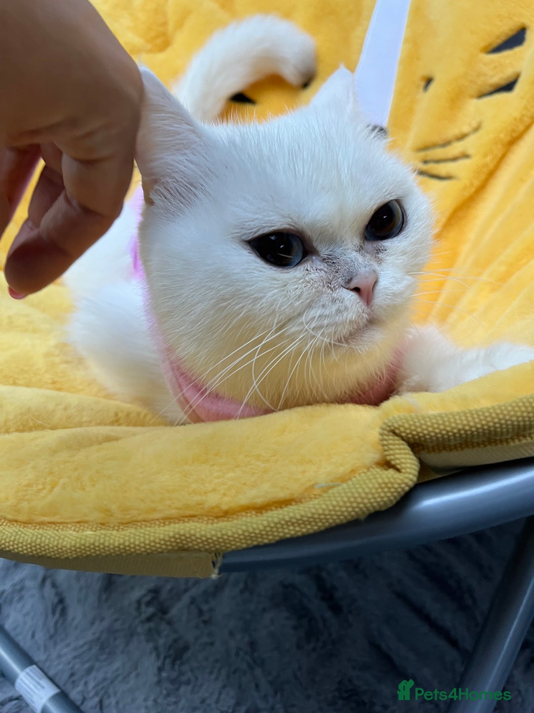 British Shorthair cats for sale: Champion lines for adoption  - Image 8
