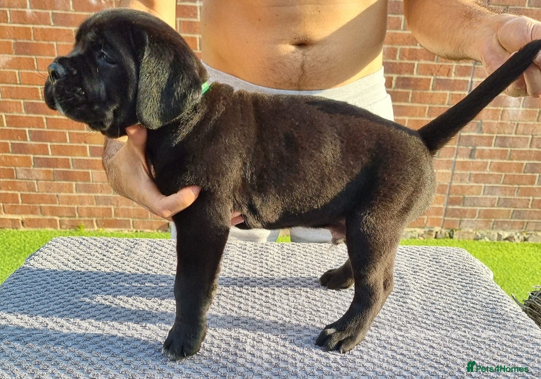 Cane Corso dogs for sale: Champion-Bloodline Cane Corso Puppies  - Image 19