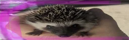 Pygmy Hedgehog rodents for sale: African pgymy hedgehog ready to leave in Aldershot - Advert 6