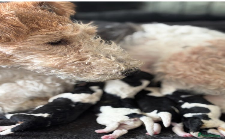 Fox Terrier dogs - Advert 1