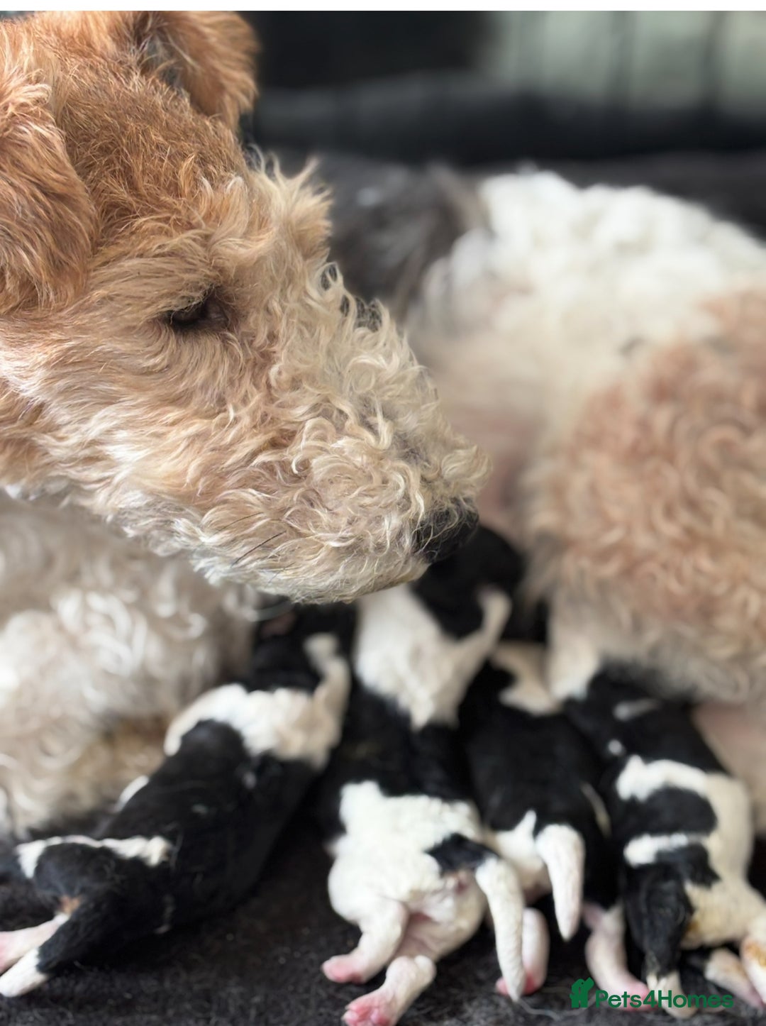 Fox Terrier dogs for sale: Stunning wire fox terrier puppies  - Image 1