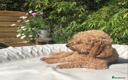 Cavapoochon dogs for sale: Cavapoochon puppies - Image 1