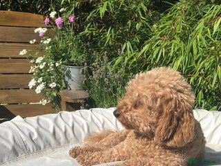 Cavapoochon dogs - Advert 1