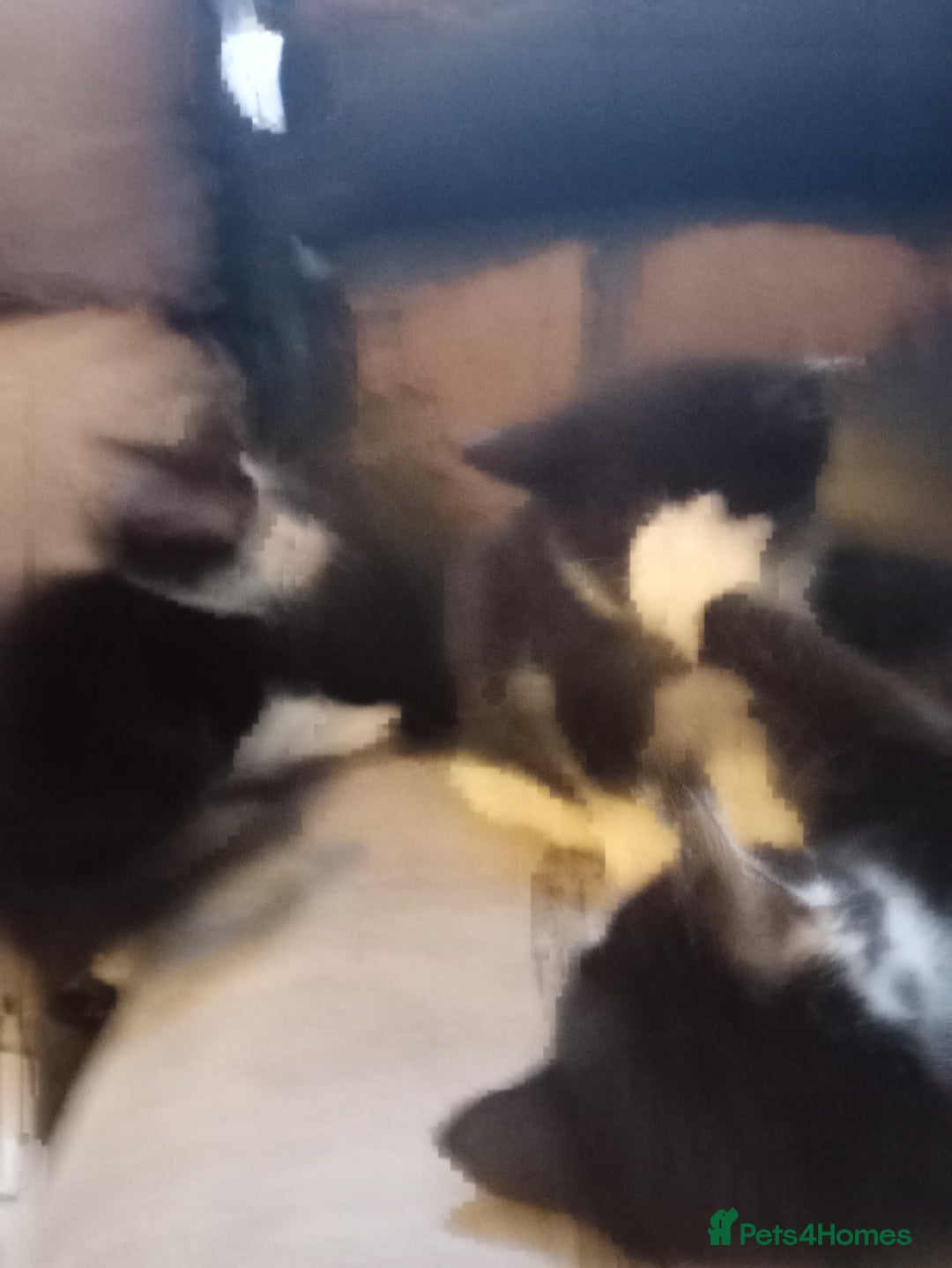 Mixed Breed rabbits for sale: 4 kittens ready now  - Advert 8