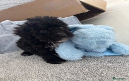 Sheepadoodle dogs for sale: Micro-mini Sheepadoodle reduced !!!!! - Image 18