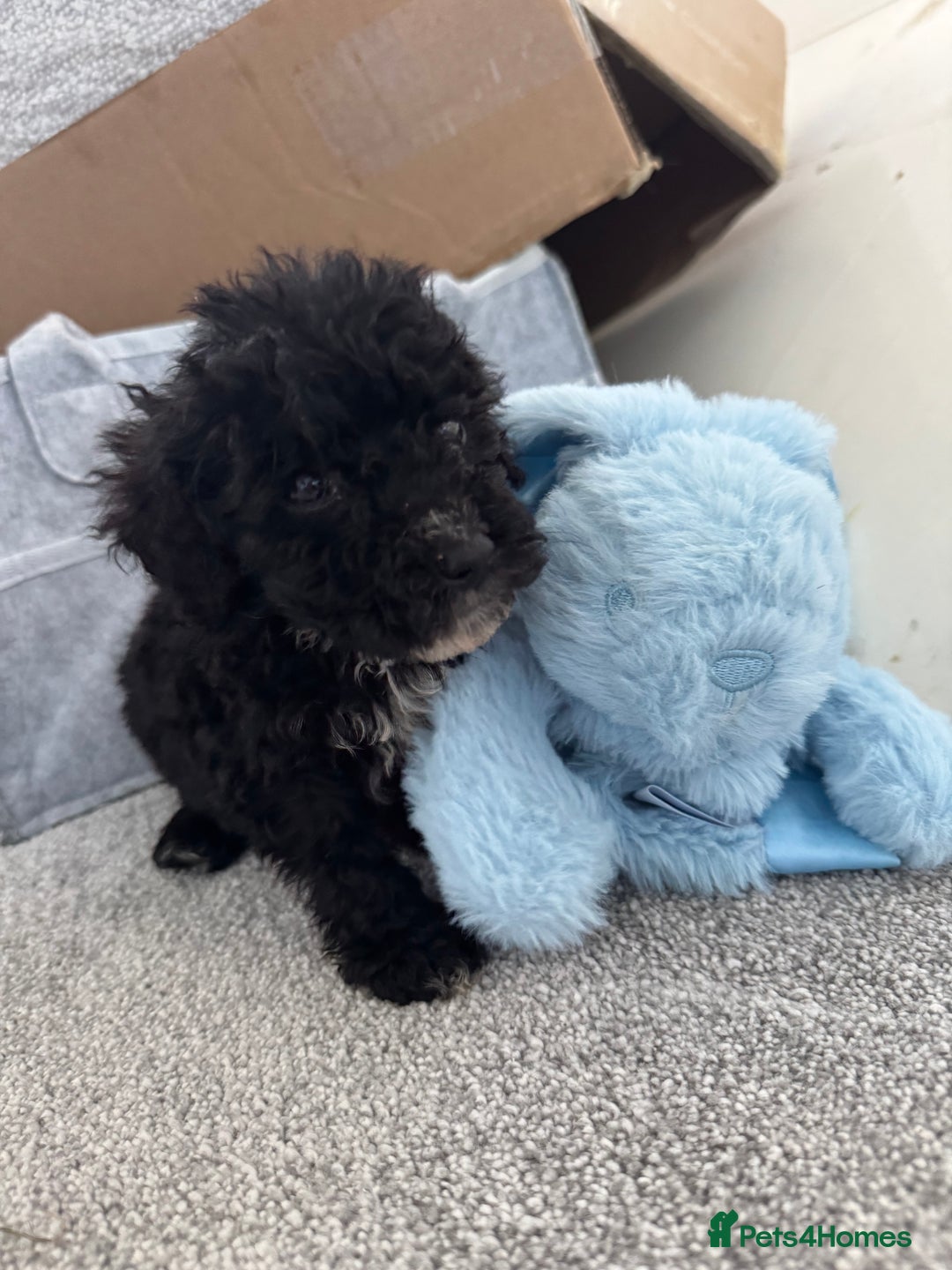 Sheepadoodle dogs for sale: Micro-mini Sheepadoodle reduced !!!!! - Image 18